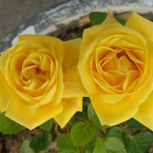 Galben auriu - trandafir pentru straturi Floribunda